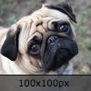 A pug (type of dog) with its head tilted to the side